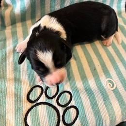 Rudolph - Black and white male Aussiedoodle puppy in Elk, Washington from James Ruby Farms