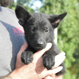 Shelly - Black female German Shepherd puppy in Lexington, Virginia from Buffelbach Farmstead Shepherds