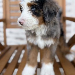 Bernedoodle and Irish Doodle Puppies from Boutique Bernedoodles & Co.