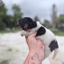 Harry - Black male Chinese Shar-Pei puppy in Lehigh Acres, Florida from Florida Wrinkles