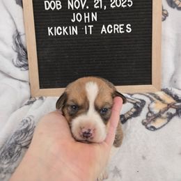 John - Red male Pembroke Welsh Corgi puppy in Chariton, Iowa from Kickin It Acres BCs