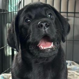 Black female - Black female Labrador Retriever puppy in Beaverdam, Virginia from Riverside Sunset Labrador Retrievers