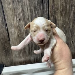 Mickey - Parti male Goldendoodle puppy in Etna, California from SRS Goldendoodles