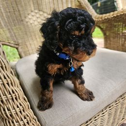 Poodle Puppies from OpenGate Poodles