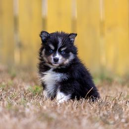 Zoey - Tri-color female Pomsky puppy in Sumter, South Carolina from Emerald Skies Pomskies