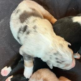 Girl 2 - Blue merle female Australian Shepherd puppy in Brownfield, Maine from Misty Feather Aussies