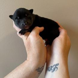 Warwick - Tri-color male Pomsky puppy in Boonville, Indiana from Elysian Pomskies