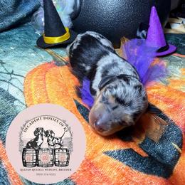 Vinny - Dapple male Dachshund puppy in Mt. Sterling, Kentucky from Decadent Doxies of KY