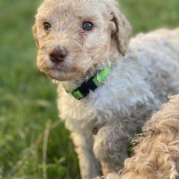Ollie - Cream male Labradoodle puppy in Toledo, Washington from Bigfoot Doodles