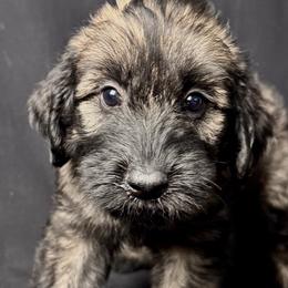 Girl 1 - Pink Collar - Pepper and salt female Giant Schnauzer puppy in St George, Utah from Schnauzer Ranch