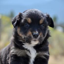BTF-3 - Black tri female Miniature American Shepherd puppy in Baker City, Oregon from Back Country Aussies