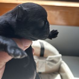 Black girl - Black female Brussels Griffon puppy in Boyd, Minnesota from Maze Brussels Griffons