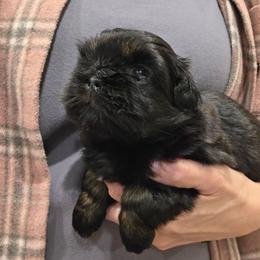 Jack - Black male Shih Tzu puppy in Carrollton, Ohio from Becker Hollow