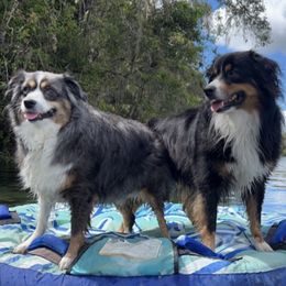 Miniature Australian Shepherds from Double H Aussies