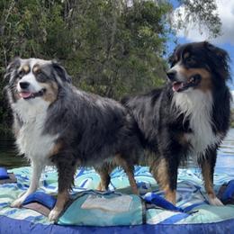 Miniature Australian Shepherds from Double H Aussies