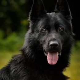 German Shepherds from K9 Germany