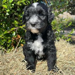 Dark Blue - Black and white male Sheepadoodle puppy in Archer, Florida from Gainesville Sheepadoodles