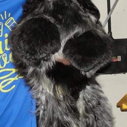 Cocker Spaniel Puppies from Troy’s Cockers