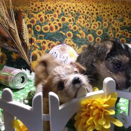 Yorkshire Terrier Puppies from Kristy Jamroz's Yorkshire Terriers