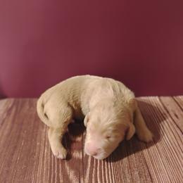 Sunflower - Caramel ice female Labradoodle puppy in Apache Junction, Arizona from Loving Doodle