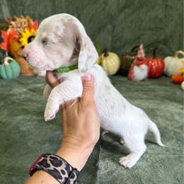 Walker - Dapple male Dachshund puppy in Lincoln, Arkansas from Red Dirt Dachshunds