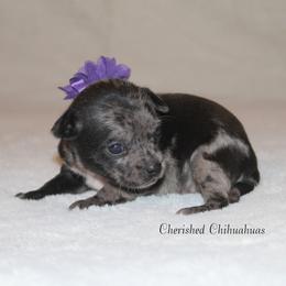 Jade - Blue merle female Chihuahua puppy in Willamina, Oregon from Cherished Chihuahuas