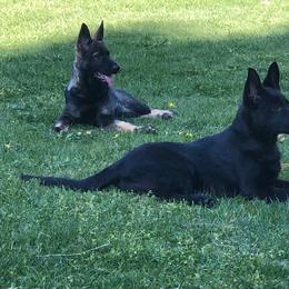 German Shepherd Puppies from Vom Kiefernhaus
