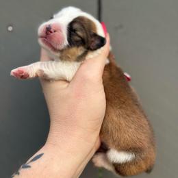 Prince - Sable male Pembroke Welsh Corgi puppy in East Oakdale, California from Rhettro Kennels
