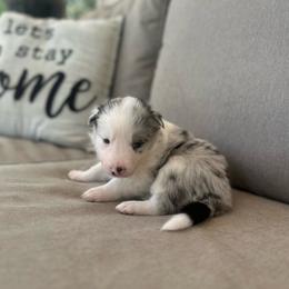 Dyna - White and blue merle female Border Collie puppy in Jonesboro, Arkansas from Hampton Border Collies