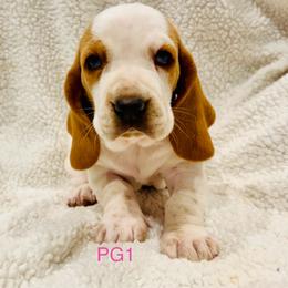 PG1 - Red and white female Basset Hound puppy in Britton, South Dakota from K&S Canines