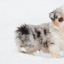American Corgi, Cardigan Welsh Corgi, and Pembroke Welsh Corgi Puppies from Diamond Corgis