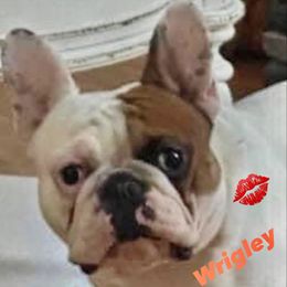 Wrigley - French Bulldog