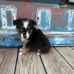 Girl 2 - Black tri female Miniature Australian Shepherd puppy in Ellsworth, Kansas from Flying H Mini Aussies