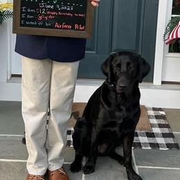 Labrador Retrievers from SK Retrievers
