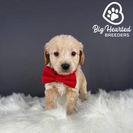 Tony - White male Companion Cross puppy in Utah County, Utah from Big Hearted Breeders