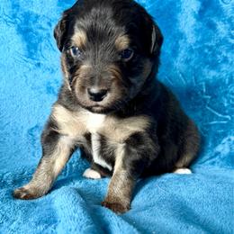 Tan collar - Black tri male Miniature Australian Shepherd puppy in 32046, Florida from River Hill Ranch