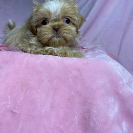 Blonde 3 - Sable female Shih Tzu puppy in Zeigler, Illinois from Dandy Little  Shih Tzu, Shih Poo's and Toy Poodles