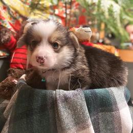 Pine - Black and tan male Pembroke Welsh Corgi puppy in Fortine, Montana from North Star Pembroke Welsh Corgi's