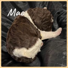 Boy 4 - Poodle puppy in Jackson, Kentucky from Ember’s Kennel of Poodles and Doodles