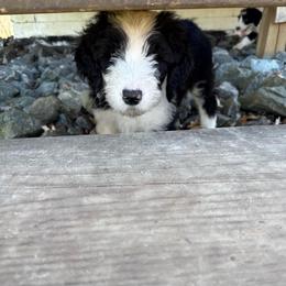Boy 4 red collar - Black and white male Sheepadoodle puppy in Eleva, Wisconsin from Molly’s Doodles
