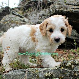 Goldendoodle Puppies from Zippity Doodles