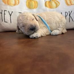 Light blue - Cream male Goldendoodle puppy in Brooksville, Florida from Abby’s Standard Goldendoodles