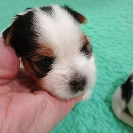 Apollo (2) - Parti male Yorkshire Terrier puppy in New Holland, Pennsylvania from Ellie's Cute as a Button Yorkies