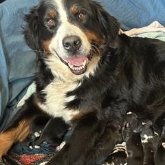 Aussiedoodles and Australian Shepherds from RoseWest Farms