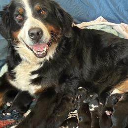 Aussiedoodles and Australian Shepherds from RoseWest Farms