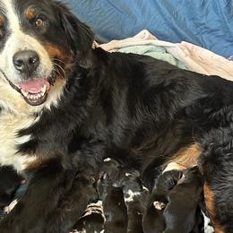 Aussiedoodles and Australian Shepherds from RoseWest Farms