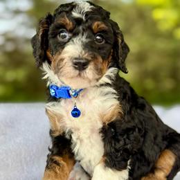 Blue - Tri-color male Bernedoodle puppy in Hesperia, Michigan from Red Acres Poodles & Doodles