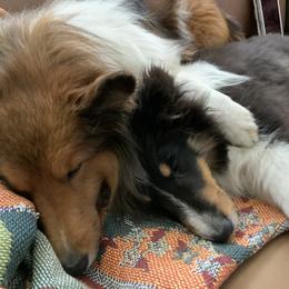 Shetland Sheepdog Puppies from Kochar Shelties