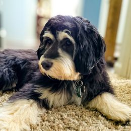Wicket - Australian Labradoodle