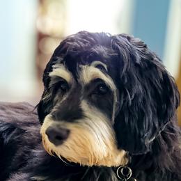 Wicket - Australian Labradoodle